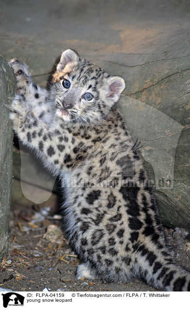 young snow leopard / FLPA-04159