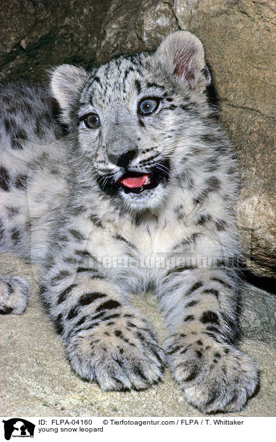 junger Schneeleopard / young snow leopard / FLPA-04160