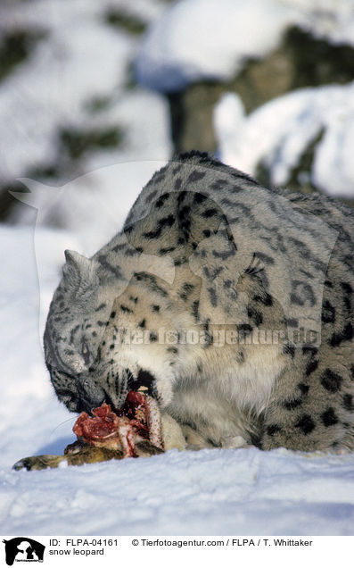 snow leopard / FLPA-04161
