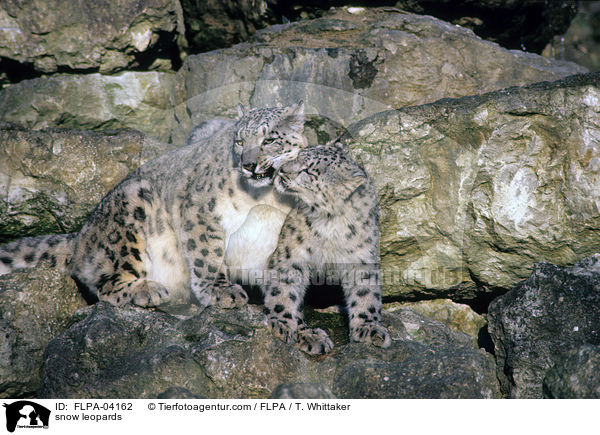 snow leopards / FLPA-04162