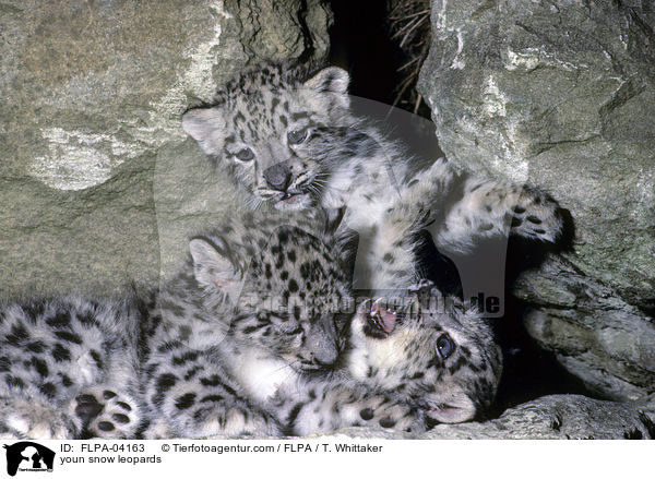 youn snow leopards / FLPA-04163