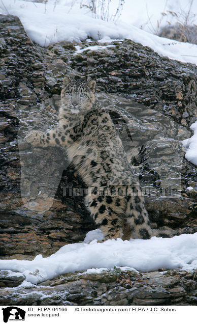 snow leopard / FLPA-04166