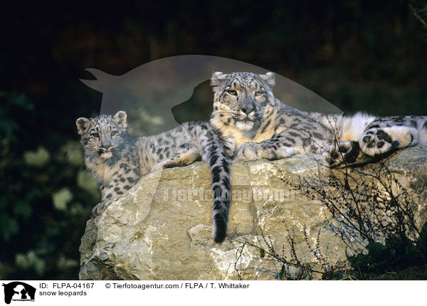 Schneeleoparden / snow leopards / FLPA-04167