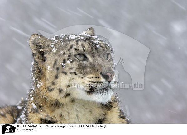 Schneeleopard / snow leopard / FLPA-04169