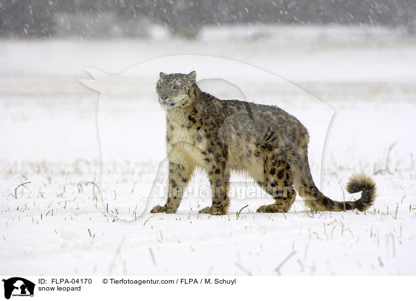 snow leopard / FLPA-04170