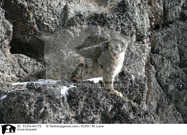 Schneeleopard / snow leopard / FLPA-04172