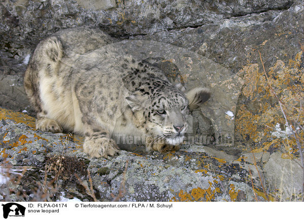 snow leopard / FLPA-04174