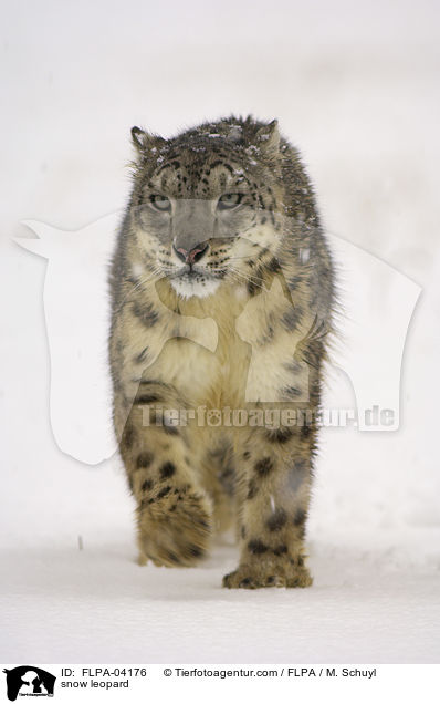 snow leopard / FLPA-04176