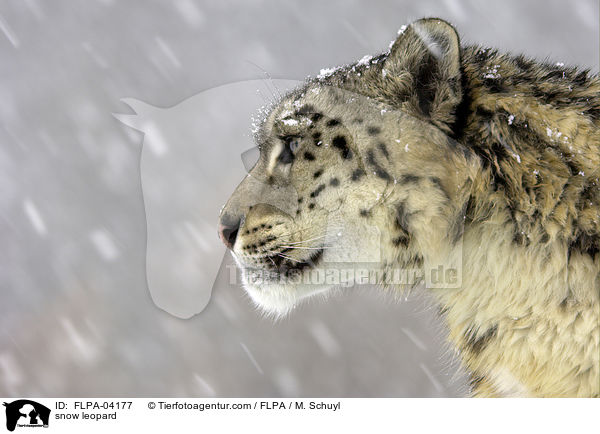 snow leopard / FLPA-04177