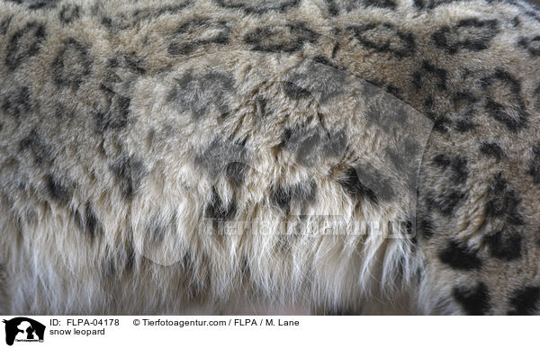 snow leopard / FLPA-04178
