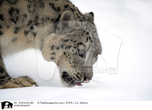 snow leopard / FLPA-04180