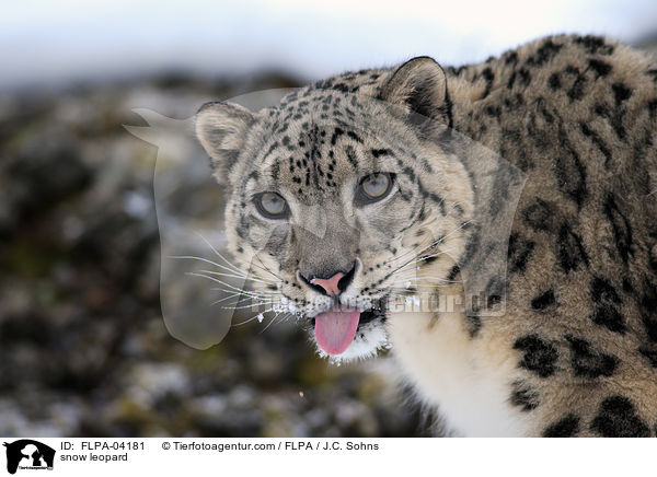 snow leopard / FLPA-04181