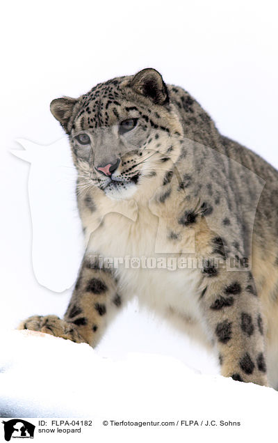 snow leopard / FLPA-04182