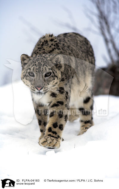 snow leopard / FLPA-04183