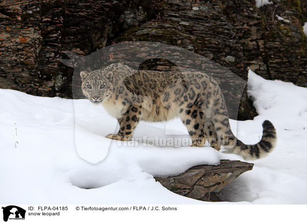 Schneeleopard / snow leopard / FLPA-04185