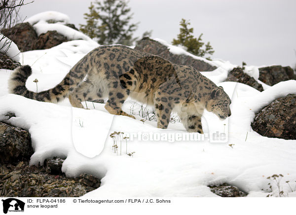 snow leopard / FLPA-04186