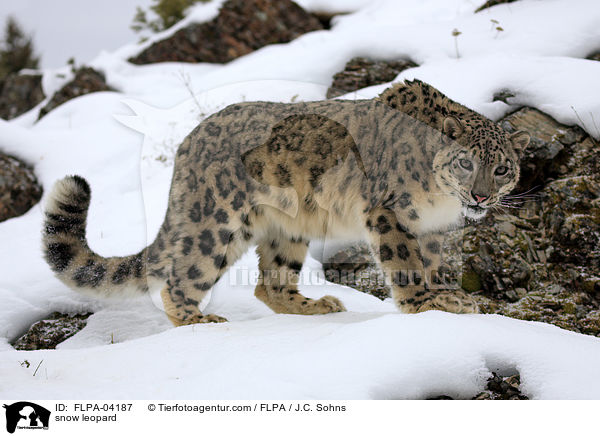 snow leopard / FLPA-04187
