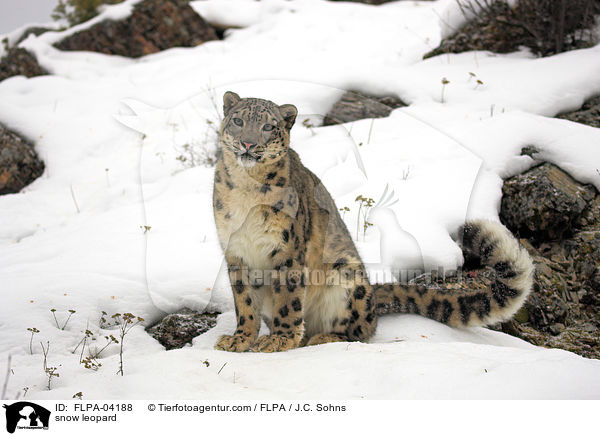 snow leopard / FLPA-04188