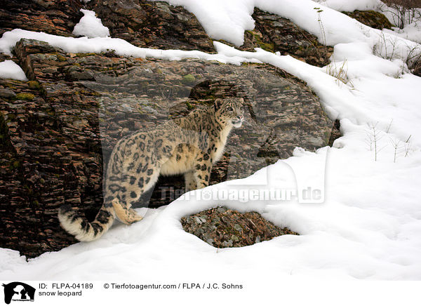 snow leopard / FLPA-04189
