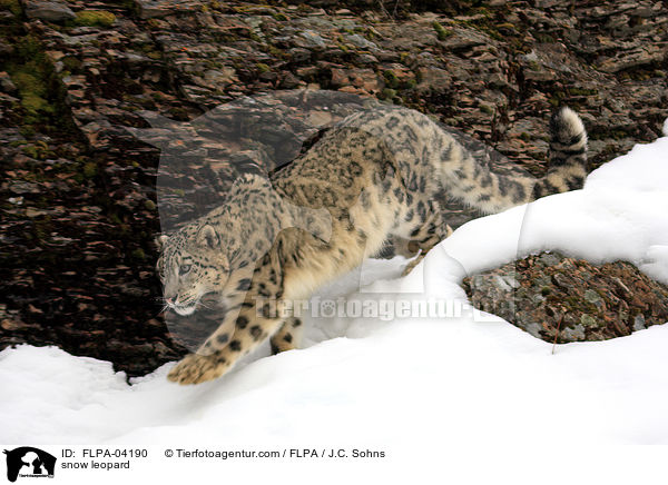 snow leopard / FLPA-04190