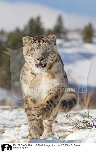 snow leopard / FLPA-04194