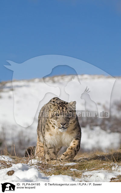 snow leopard / FLPA-04195