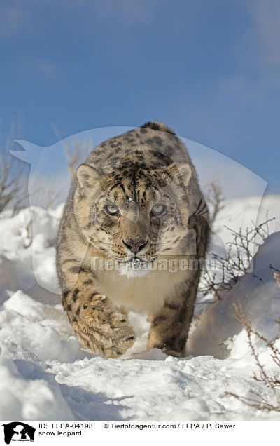 snow leopard / FLPA-04198