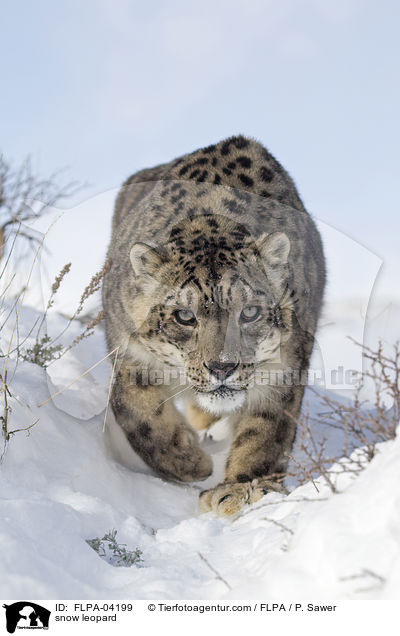 snow leopard / FLPA-04199