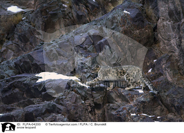 snow leopard / FLPA-04200