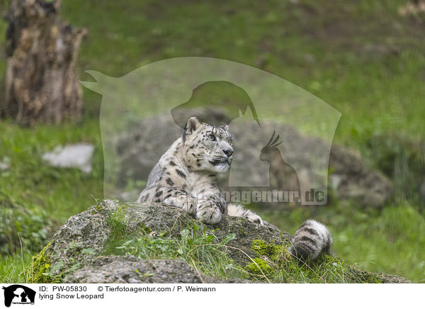 lying Snow Leopard / PW-05830