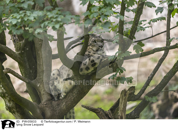 lying Snow Leopard / PW-05833