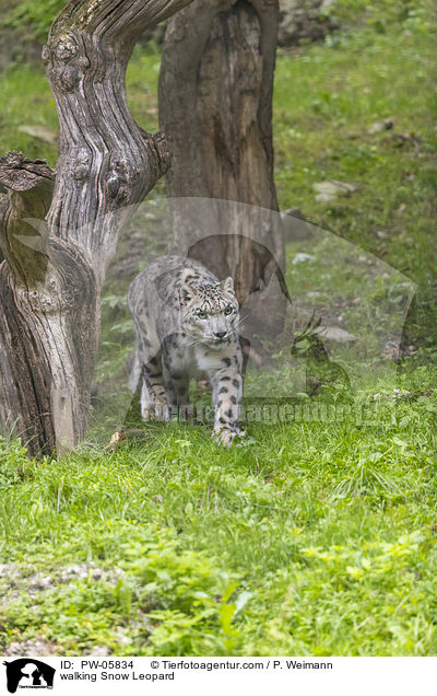 walking Snow Leopard / PW-05834