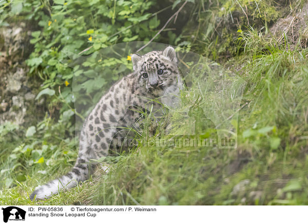 standing Snow Leopard Cup / PW-05836