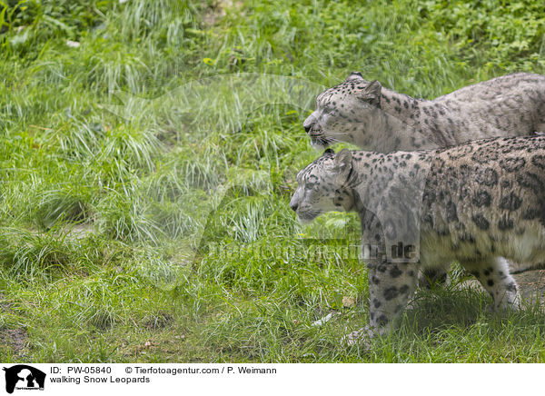 walking Snow Leopards / PW-05840