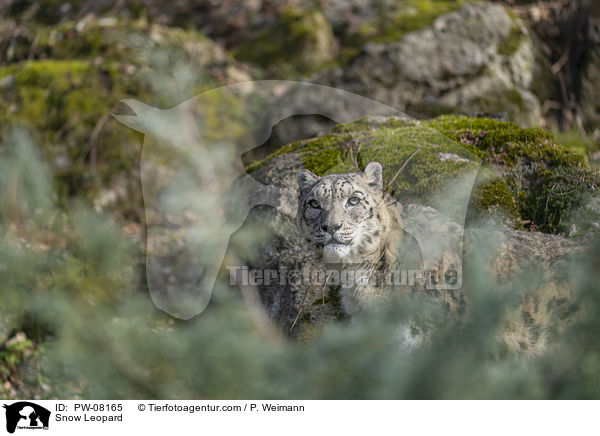Snow Leopard / PW-08165