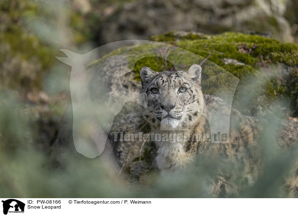Snow Leopard / PW-08166