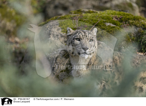 Snow Leopard / PW-08167