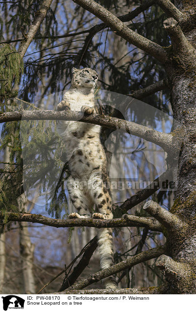 Snow Leopard on a tree / PW-08170