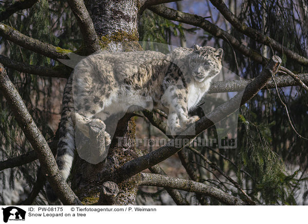 Snow Leopard on a tree / PW-08175