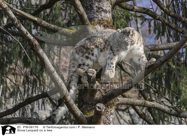 Snow Leopard on a tree / PW-08176