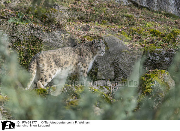 standing Snow Leopard / PW-08177