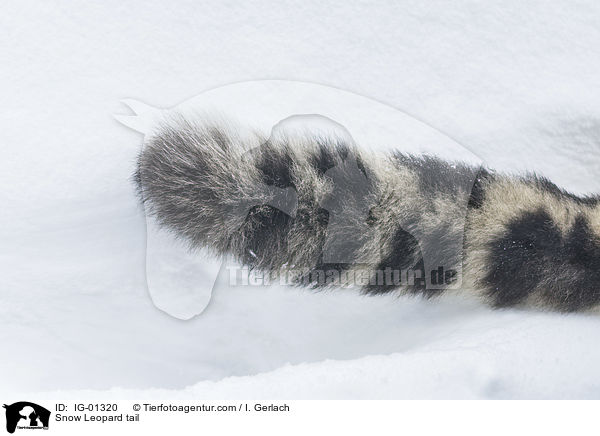 Schneeleopard Schwanz / Snow Leopard tail / IG-01320
