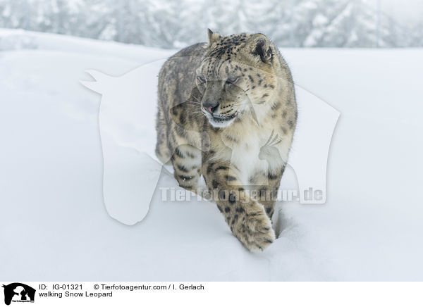 walking Snow Leopard / IG-01321