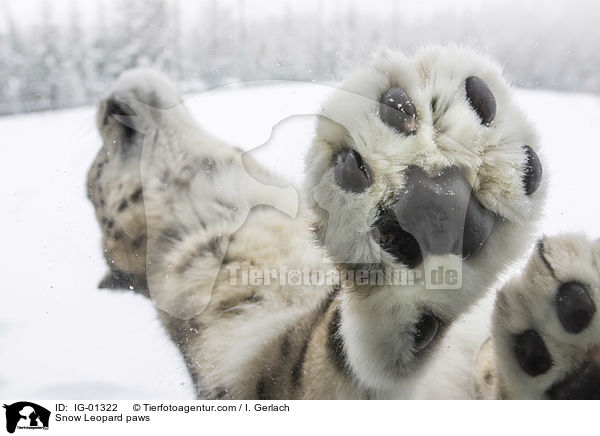 Snow Leopard paws / IG-01322