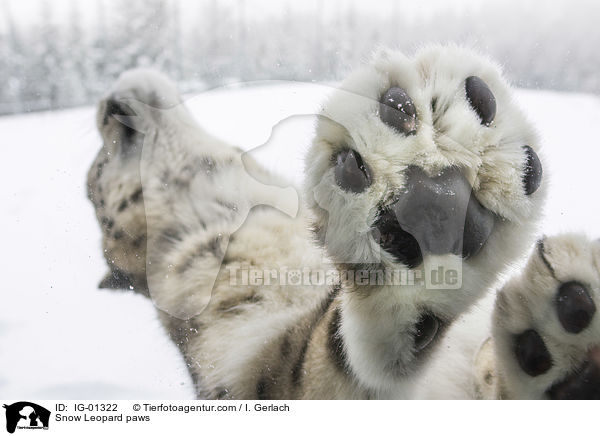 Schneeleopard Pfoten / Snow Leopard paws / IG-01322