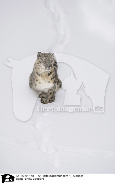 sitzender Schneeleopard / sitting Snow Leopard / IG-01478