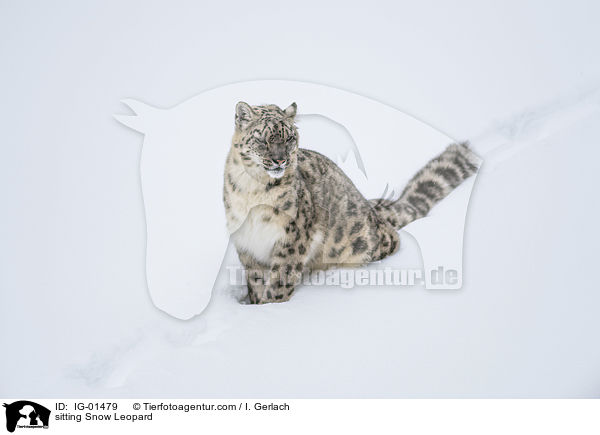 sitting Snow Leopard / IG-01479
