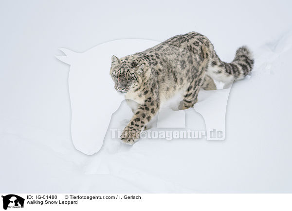 laufender Schneeleopard / walking Snow Leopard / IG-01480