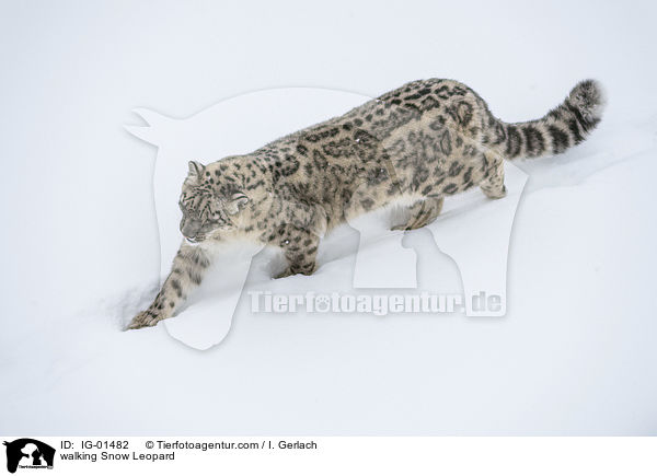 walking Snow Leopard / IG-01482