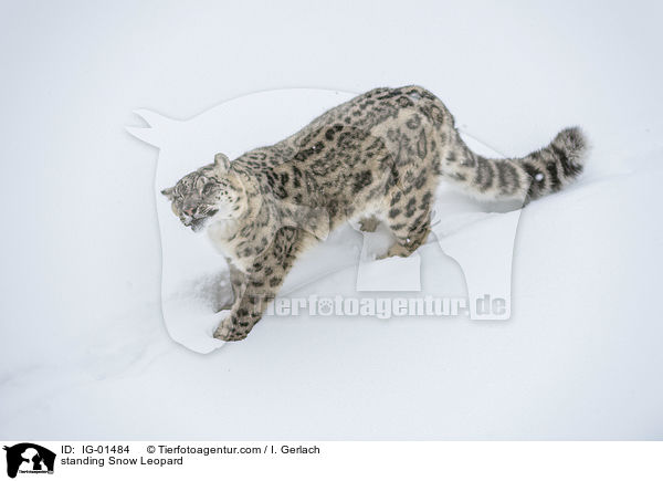 stehender Schneeleopard / standing Snow Leopard / IG-01484